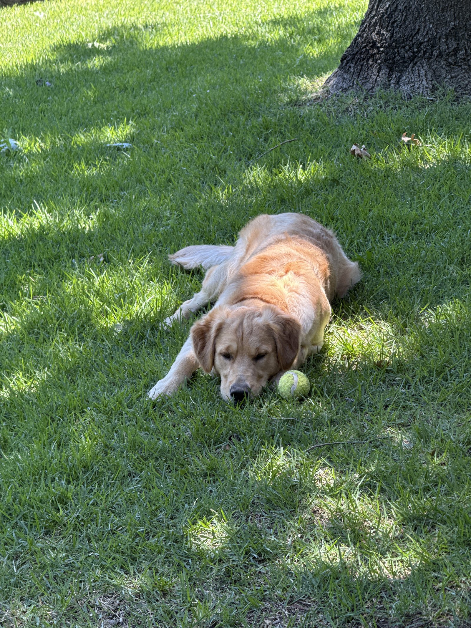 Winnie relaxing on the grass in the back yard with a tennis ball nearby.