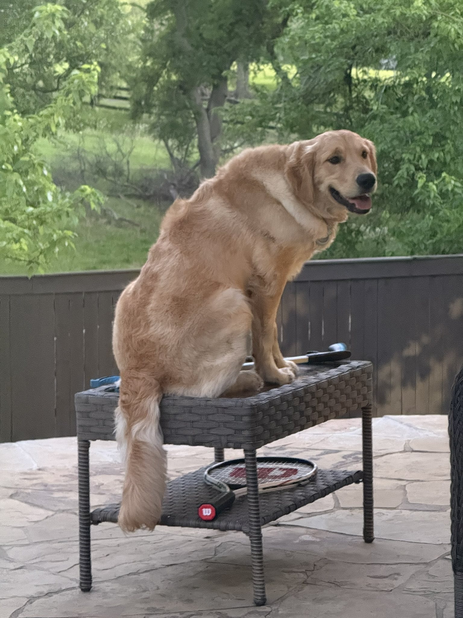Winnie sitting on a backyard patio chair with tennis rackets lying underneath.