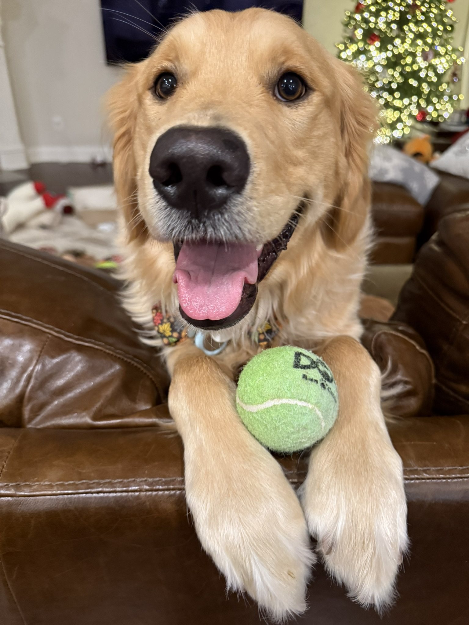Winnie smiling close to the camera with a tennis ball under his paw.