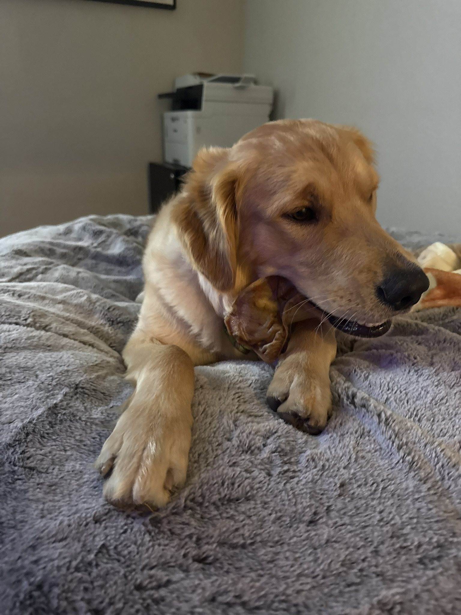 Winnie chewing on a large rawhide-like chew on a gray blanket.