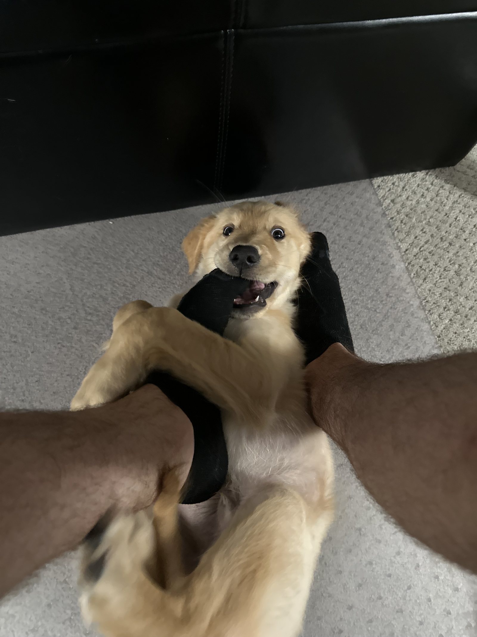 Winnie playfully wrestling with a person's feet.