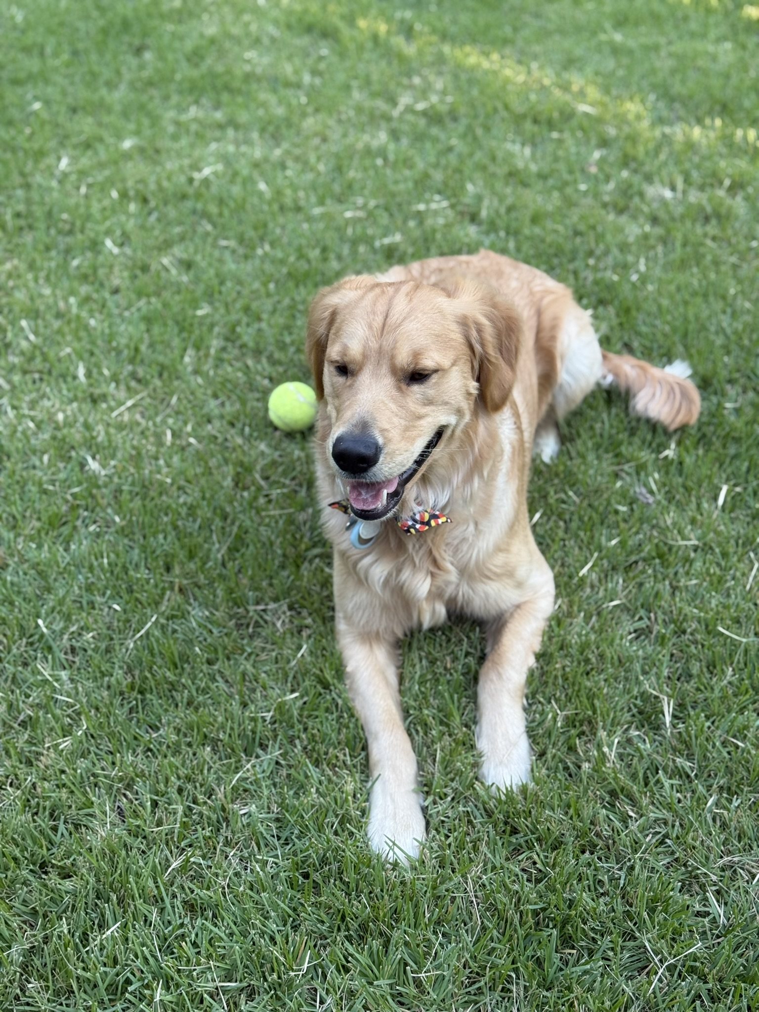 Winnie resting on the grass with a tennis ball behind him.