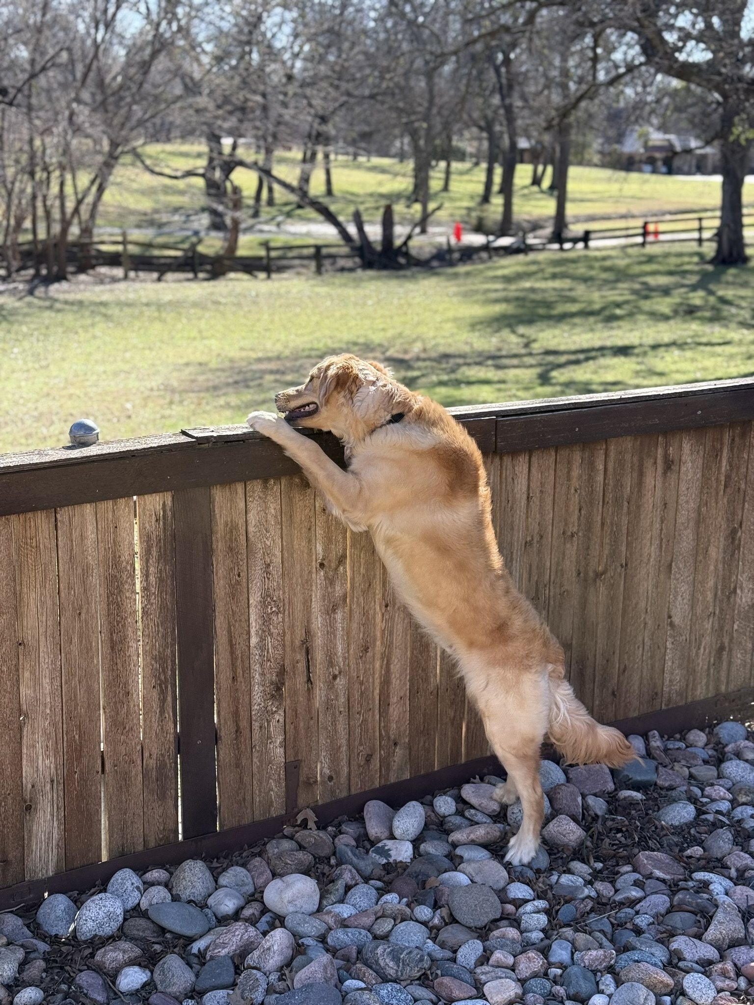 Winnie standing on his back legs looking over a backyard fence.