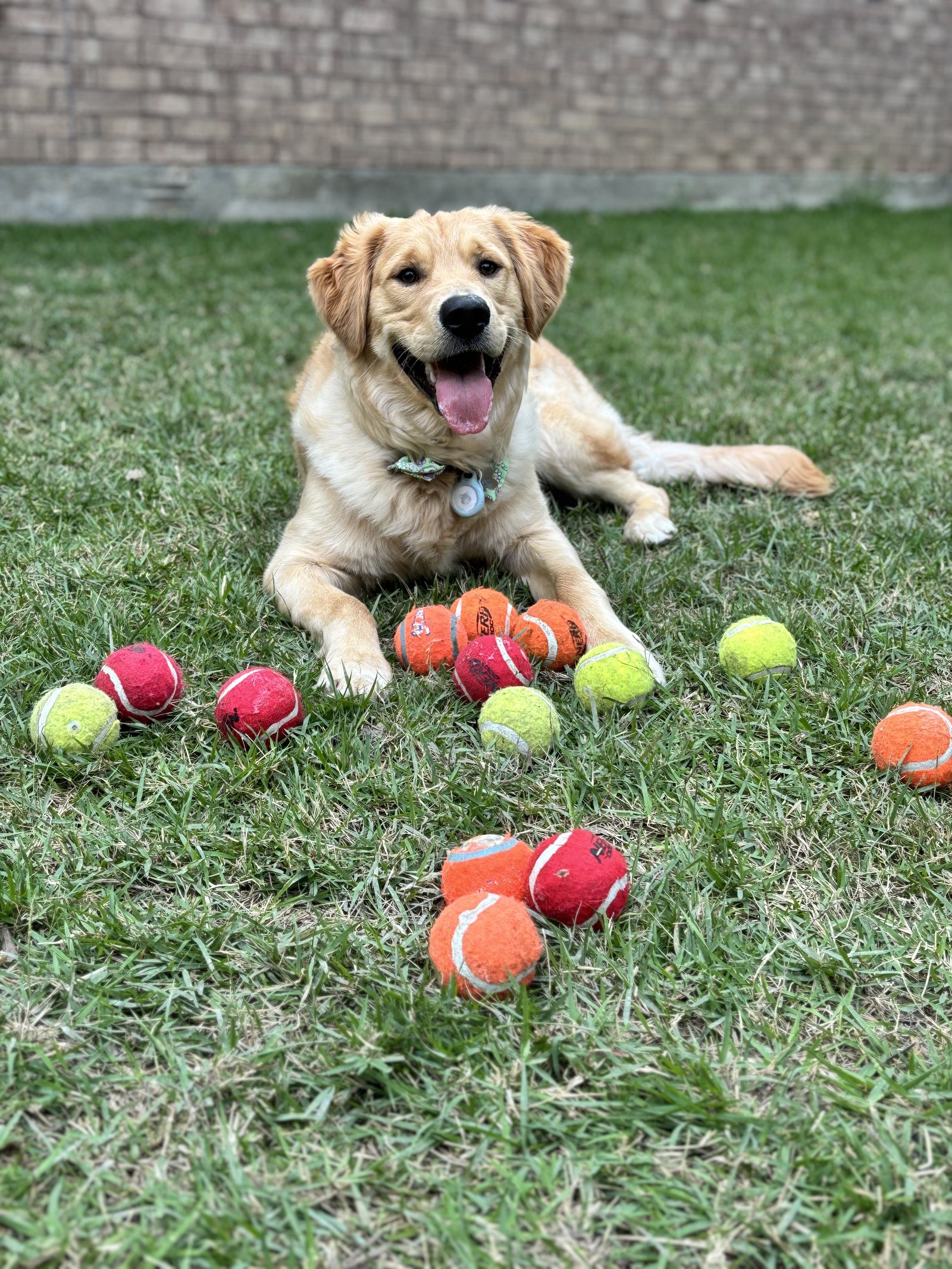 Winnie smiling on the grass with many tennis balls spread out in front of him.