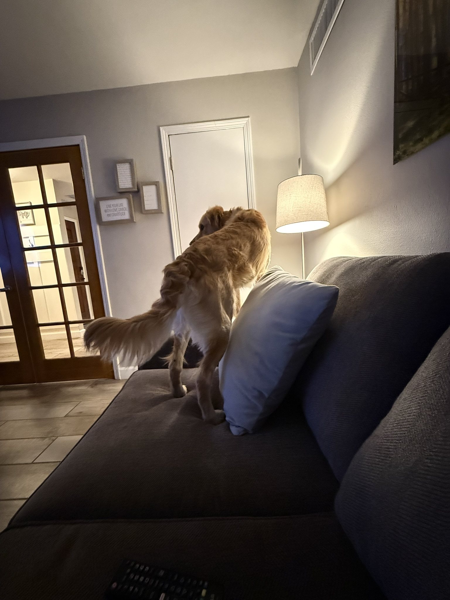 Winnie standing on a couch at home and looking toward the door.