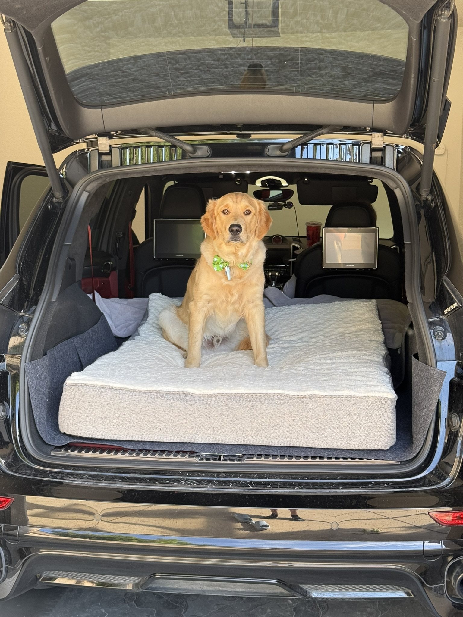 Winnie sitting on a mattress placed in the back of a vehicle.