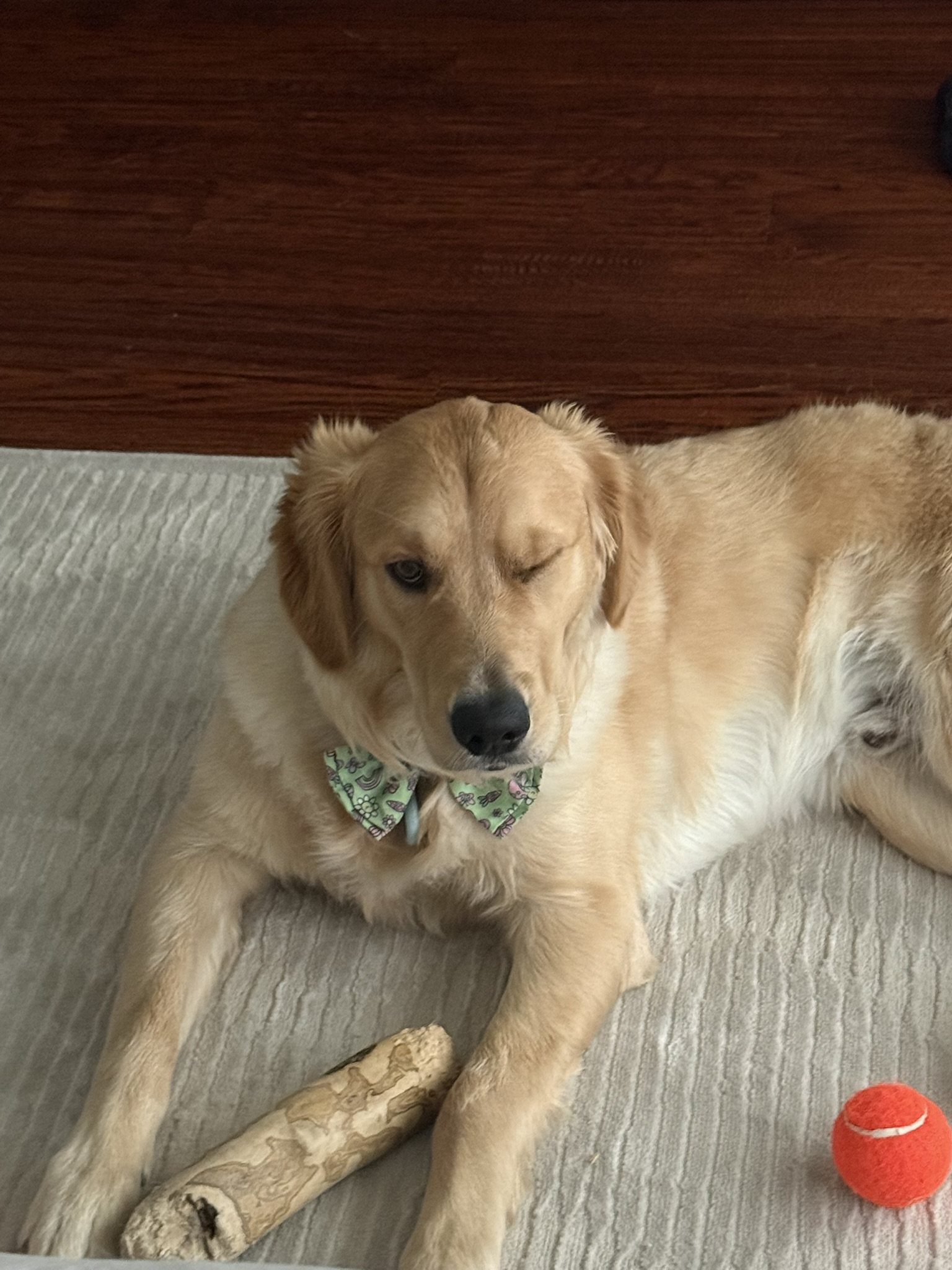 Winnie lying down and winking with a chew bone and tennis ball next to him.