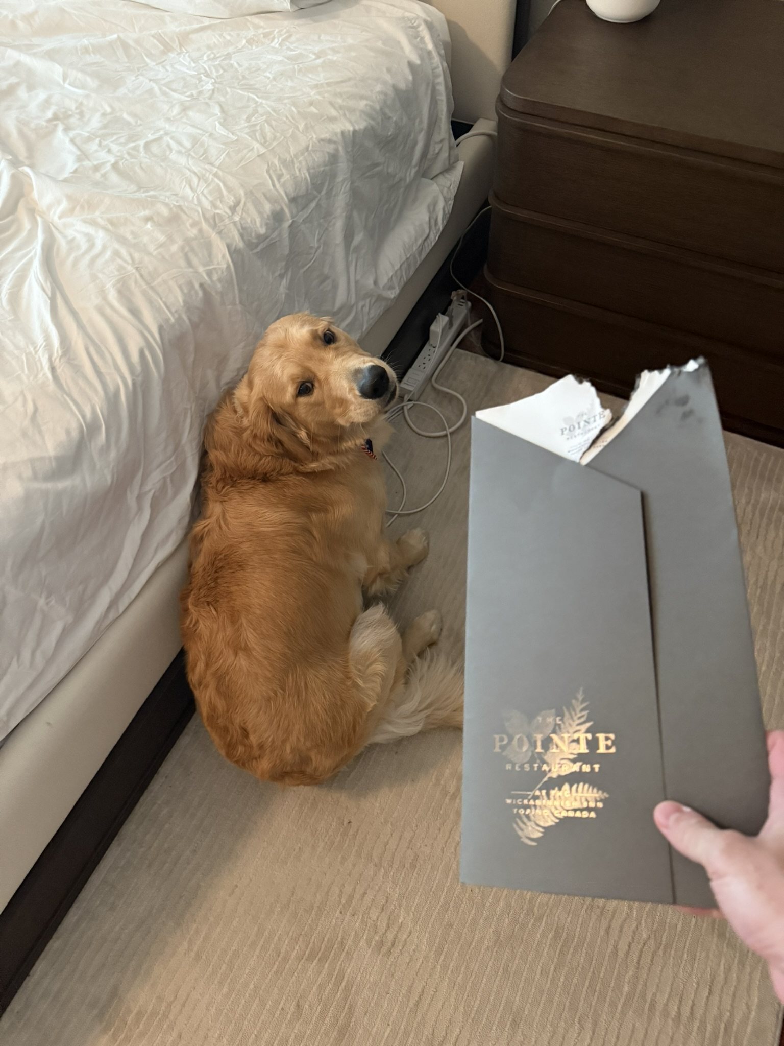 Winnie looking back while a torn paper folder is held in front of him.
