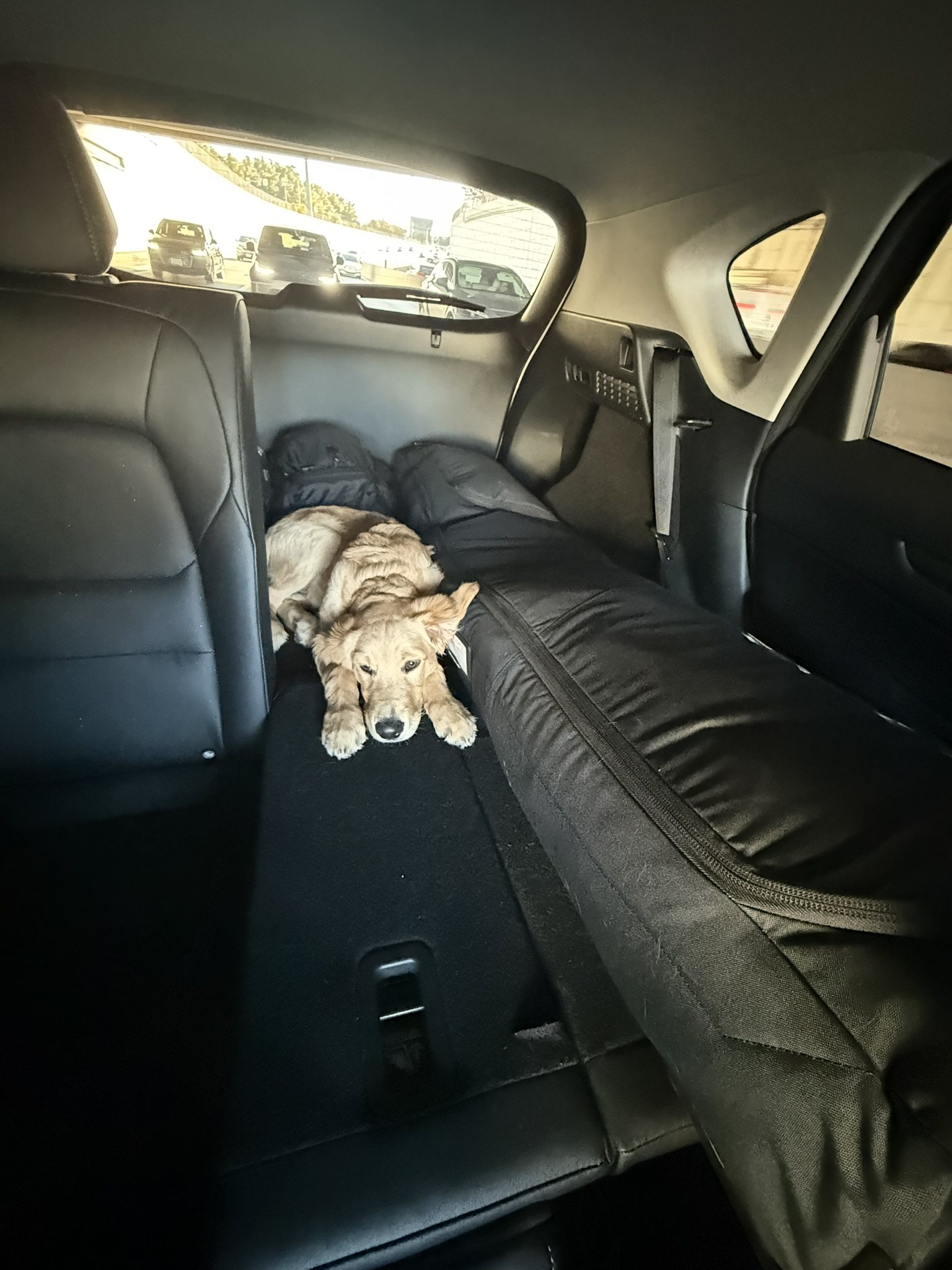 Winnie lying in the back of a vehicle during travel.