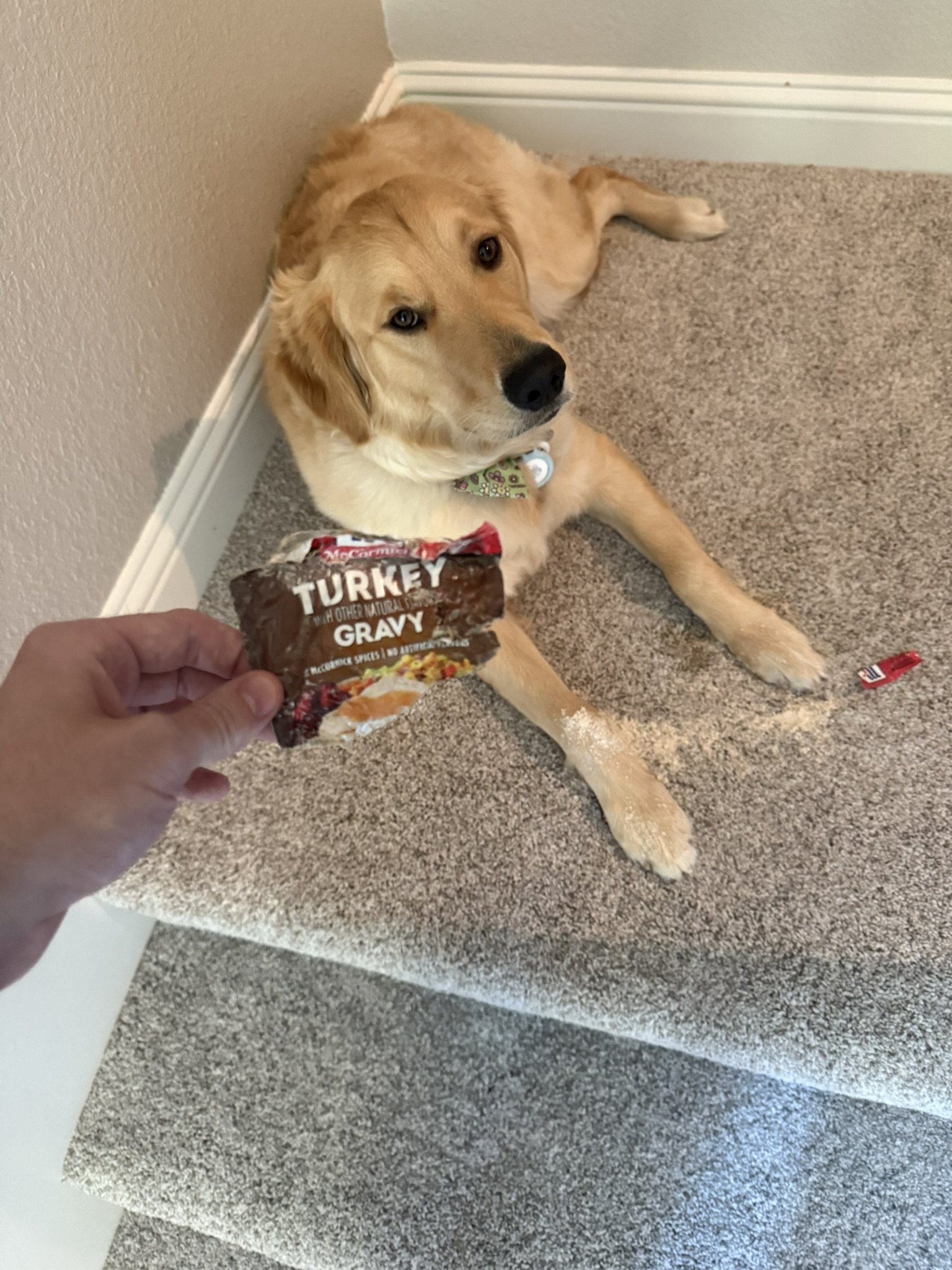 A hand holding a dog food pouch while Winnie looks up from the stairs.