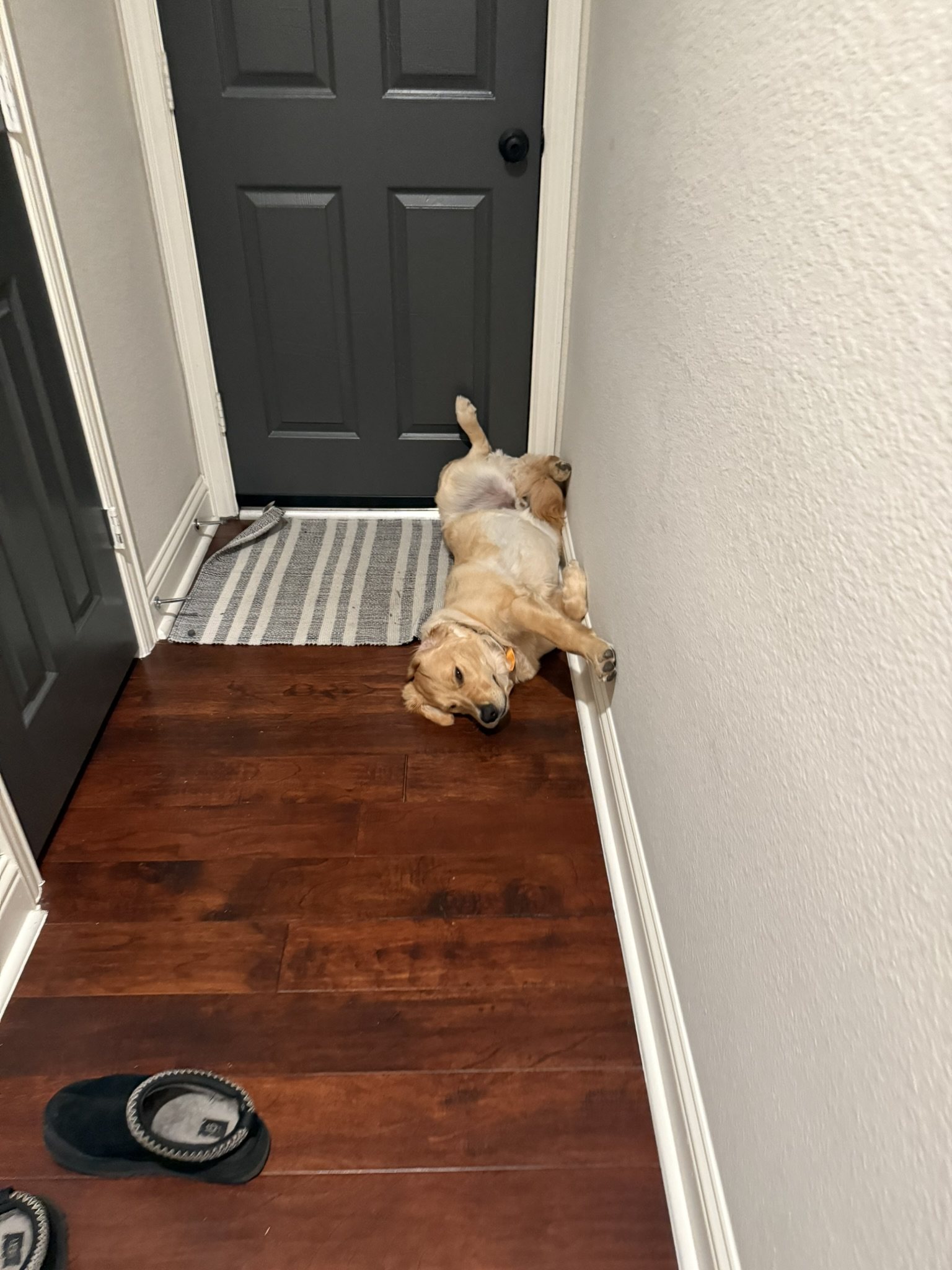 Winnie sleeping upside down against a hallway wall on the floor.