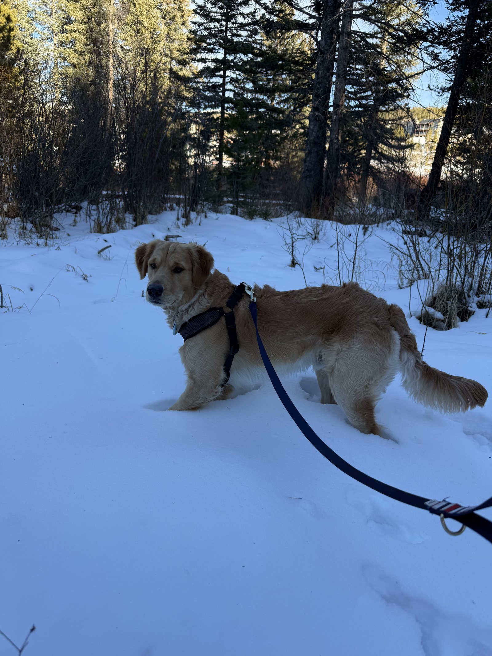 Winnie standing in the snow and looking back toward the camera.