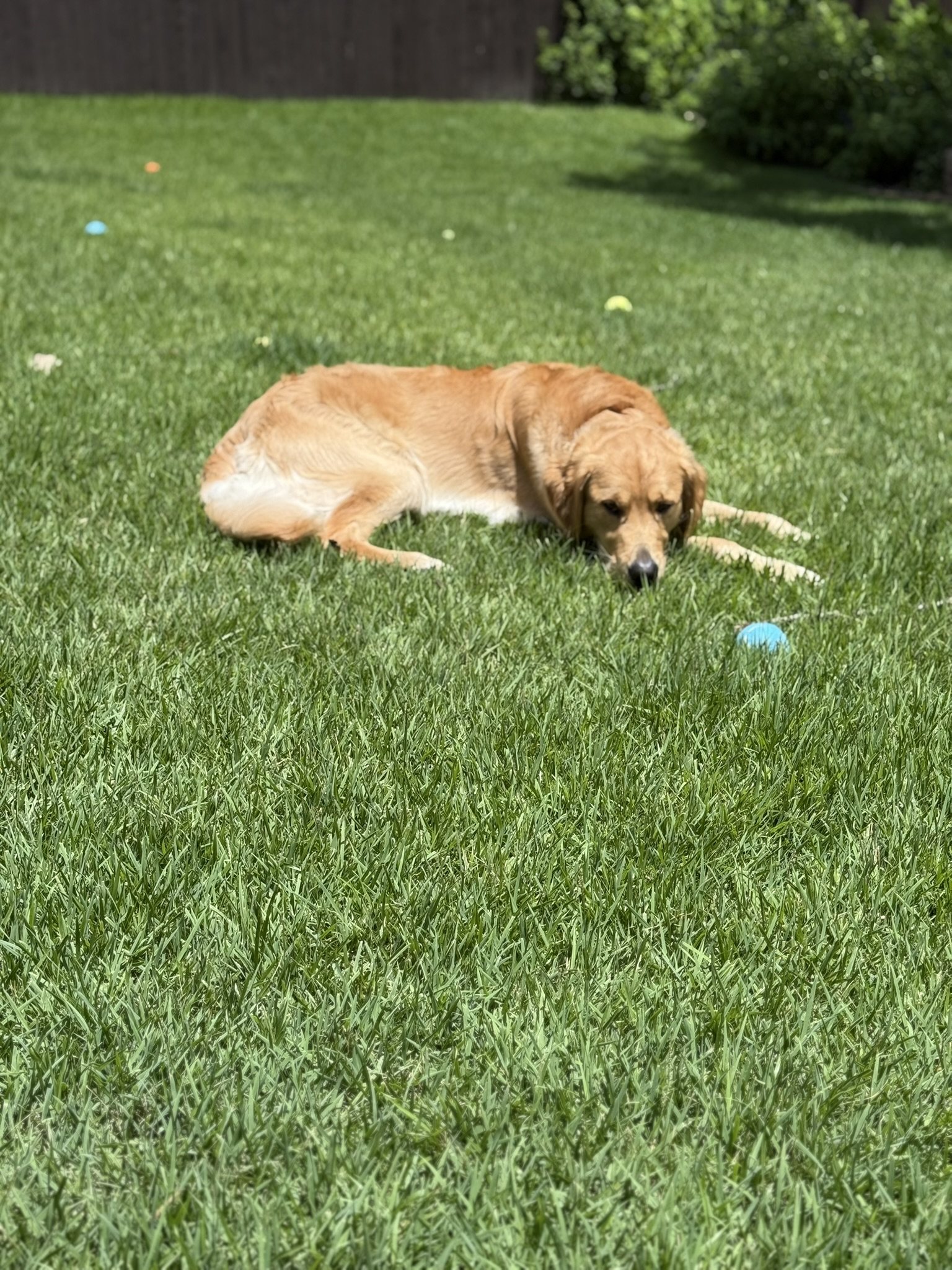Winnie lying in the grass watching balls scattered across the lawn.